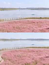 粉色海洋這裡將成為西安10月最浪漫的地方