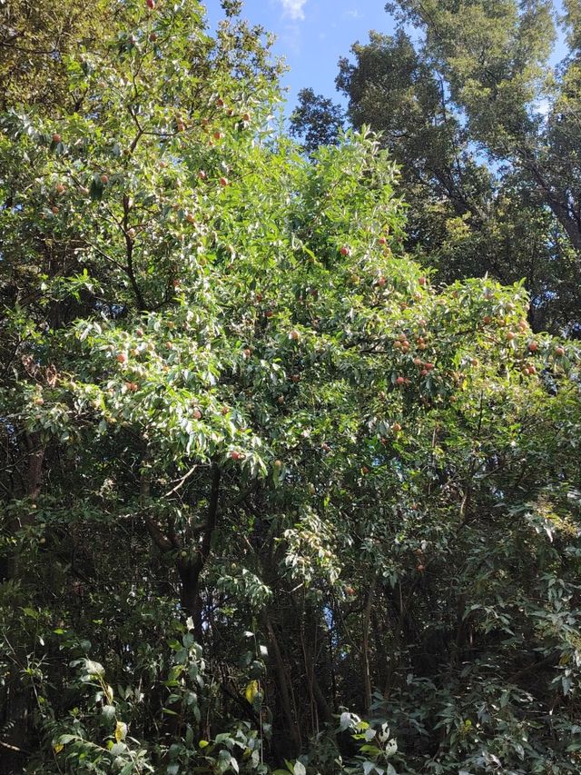 雲南曲靖金秋必打卡藏在山水間的文化寶藏