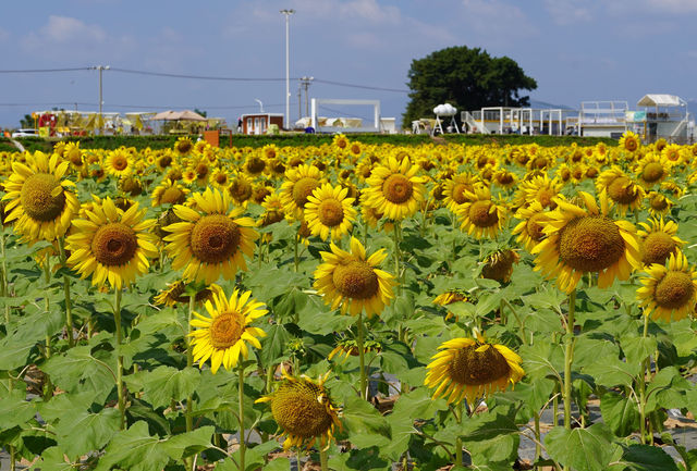 廈門西巖山都市田園，葵花金燦燦開得正艷