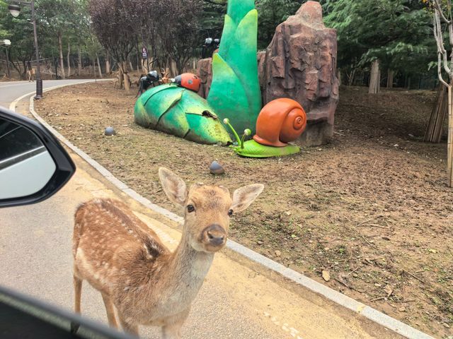 #濟南野生動物世界｜與梅花鹿0距離貼貼攻略 自駕+步行雙體驗！保姆級攻略收好！ 濟南野生動物園