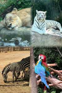迄今為止！我找到的最好玩的動物園出現了！