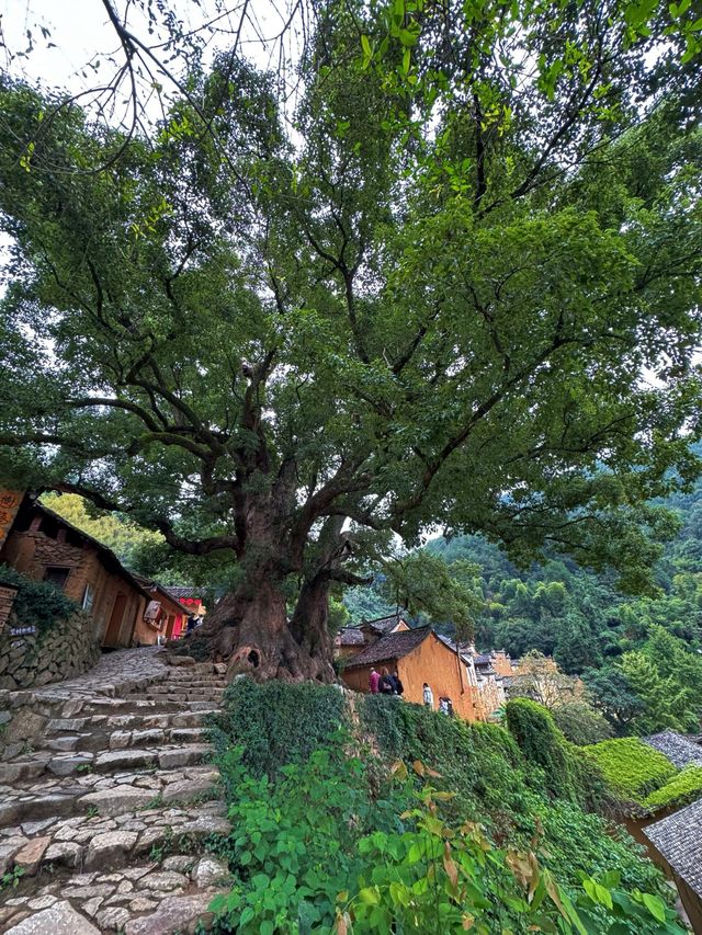 保留了350年的古村落