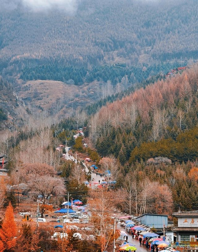 五臺山紅葉觀賞