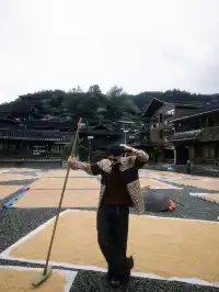 貴州小眾 | 苗寨打谷子體驗和誤入暮光森林