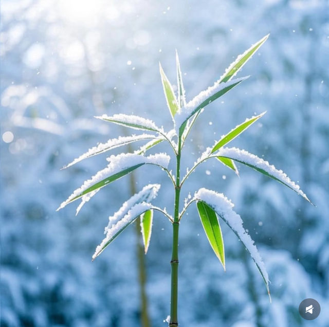 竹子與雪的絕美邂逅,冬日裡的詩意畫卷 竹子與雪的絕美邂逅,冬日裡的詩意畫卷