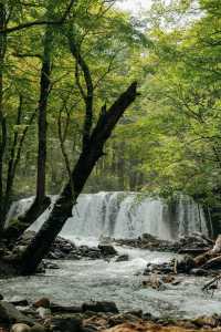 青森奧入瀨溪流+十和田湖一日散步路線