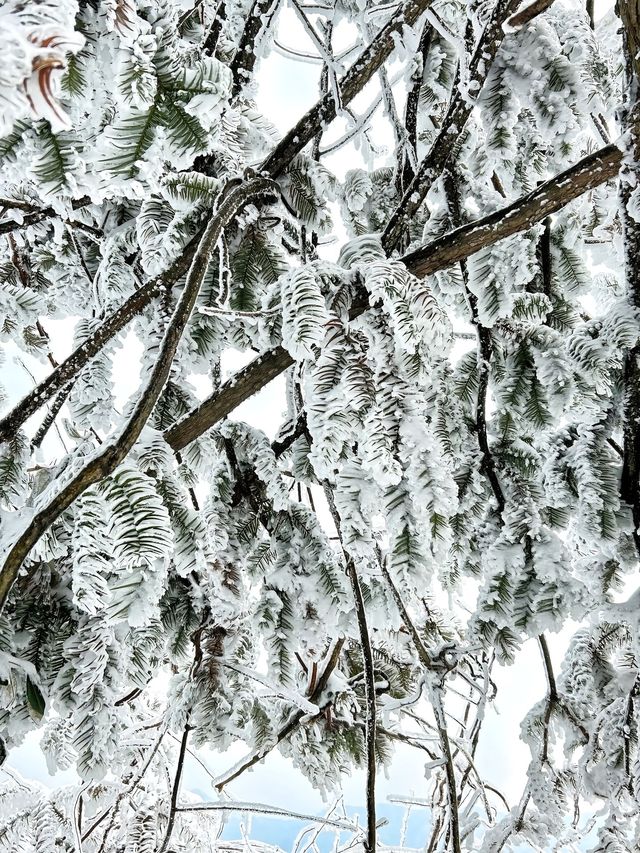 這裡不是阿凡達，是地球上的張家界！