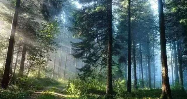 暮光森林秘境 暮光森林秘境