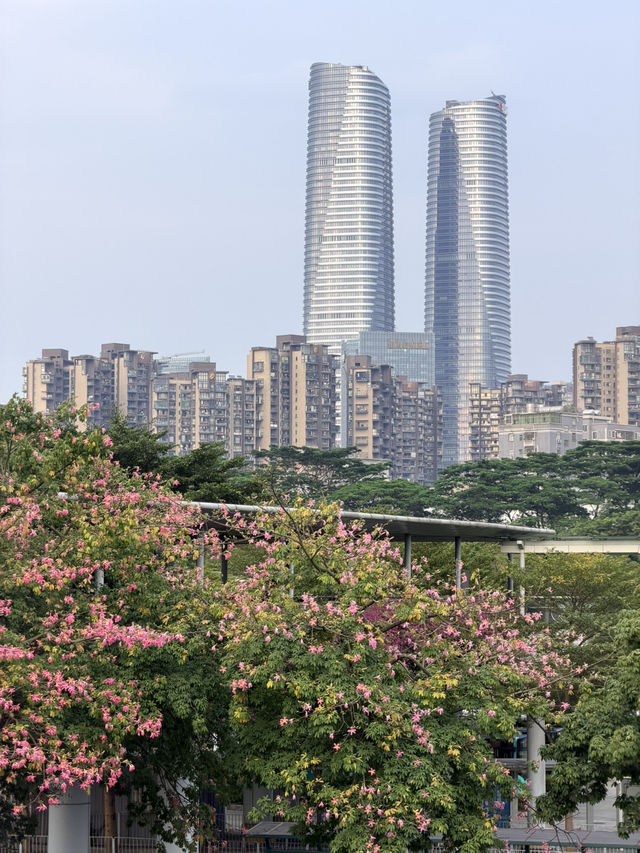 坂田雙子塔:深圳的閃耀CP✨ 坂田雙子塔:深圳的閃耀CP✨