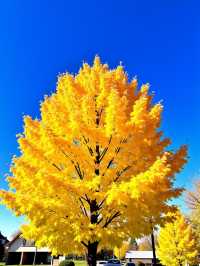 【小隴山國家森林公園】!呢度簡直就係上帝打翻嘅調色盤,靚到我