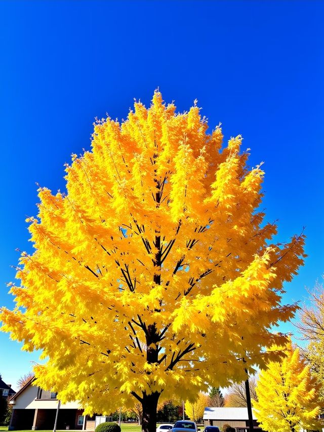 【小隴山國家森林公園】!呢度簡直就係上帝打翻嘅調色盤,靚到我 【小隴山國家森林公園】!呢度簡直就係上帝打翻嘅調色盤,靚到我