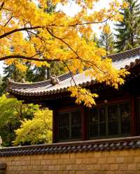 絕了！我喺甘肅搵到一個比九寨溝仲靚嘅彩林秘境！