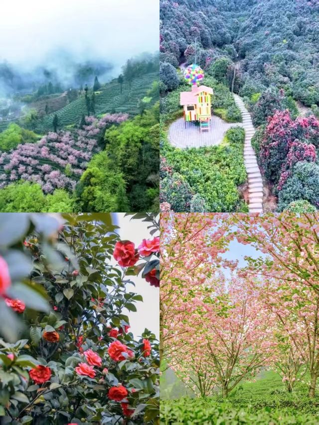 蒙頂山登天蓋寺觀雲海觸摸天空的藍