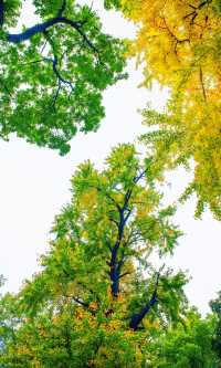 南京必打卡！紅牆銀杏出片神地，比故宮人少好看！