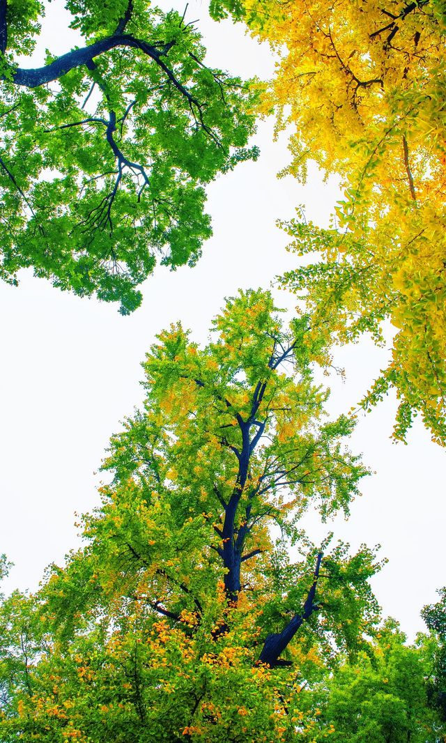 南京必打卡！紅牆銀杏出片神地，比故宮人少好看！