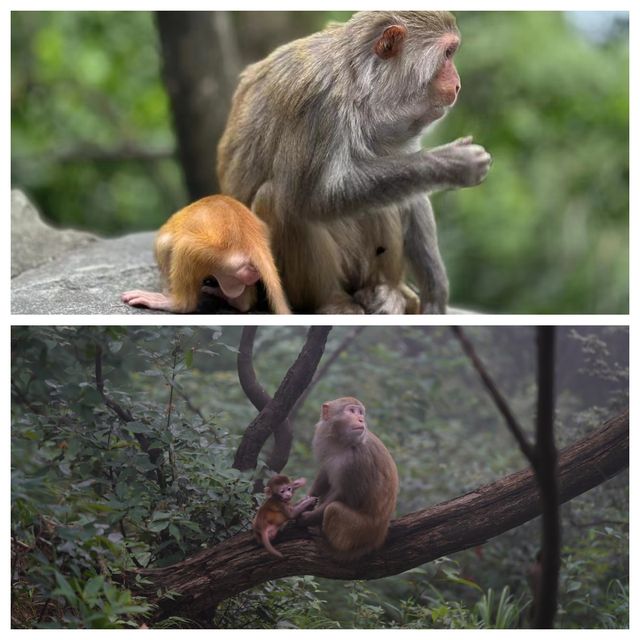 雲霧丹楓解鎖仙俠界現實版！