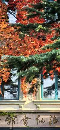 藏在青島的秋日童話,八大關的原生態美太治癒