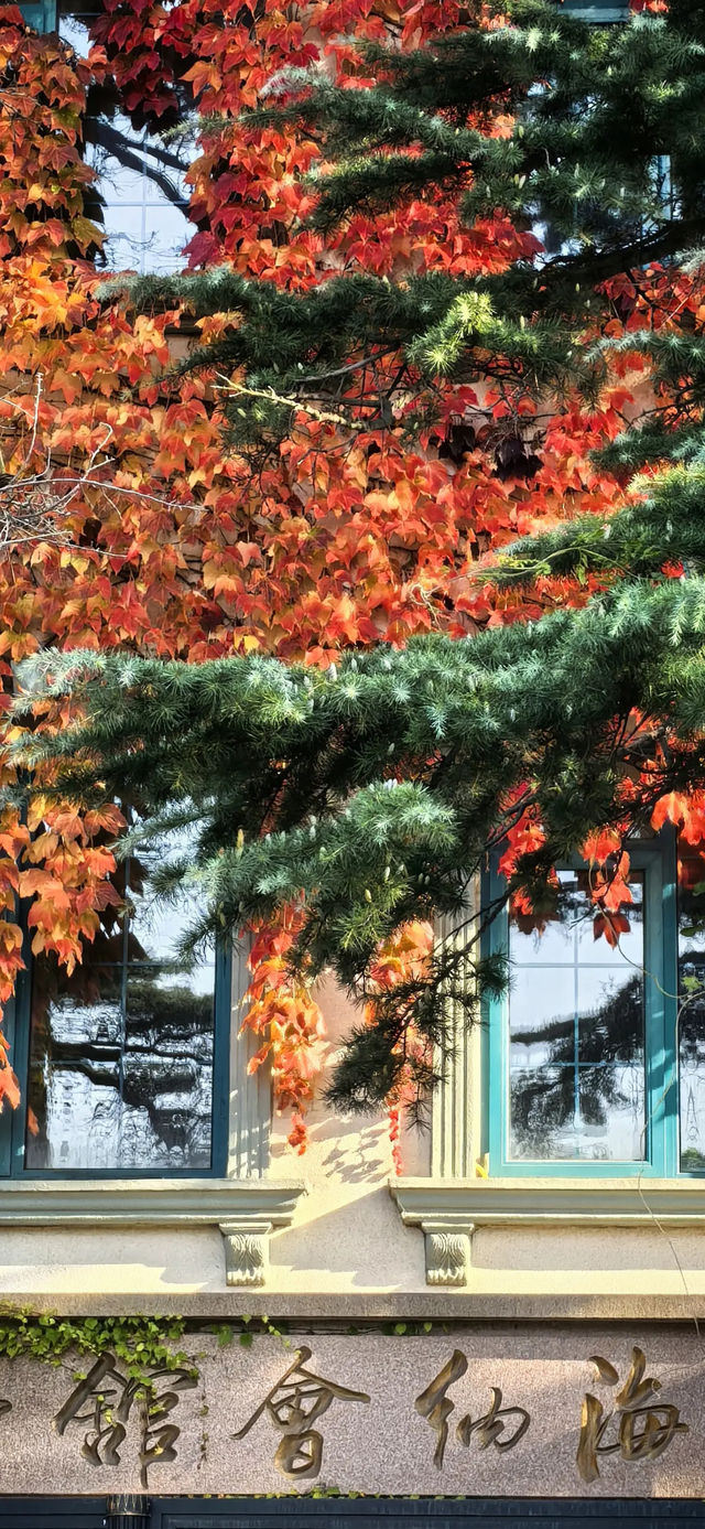 藏在青島的秋日童話,八大關的原生態美太治癒 藏在青島的秋日童話,八大關的原生態美太治癒