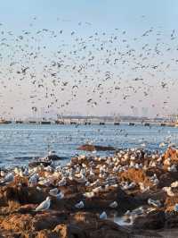 青島冬日元氣旅拍：與西伯利亞海鷗撞個滿懷