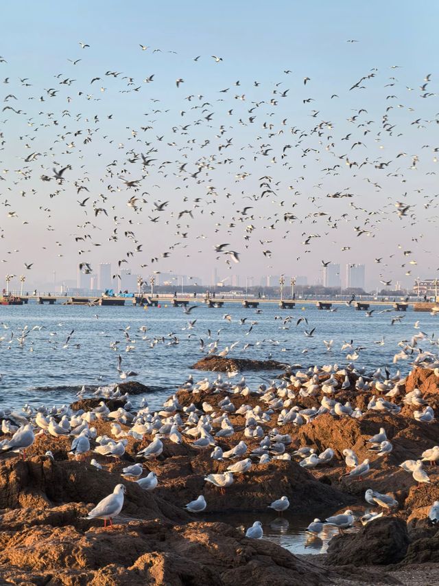 青島冬日元氣旅拍：與西伯利亞海鷗撞個滿懷