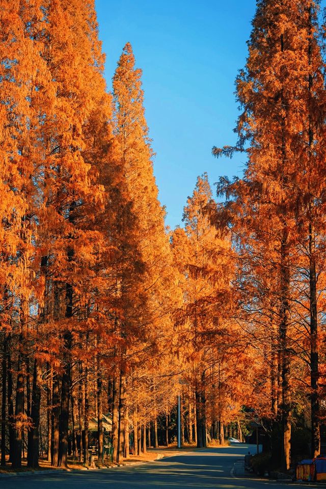 賞楓必去小眾秘境