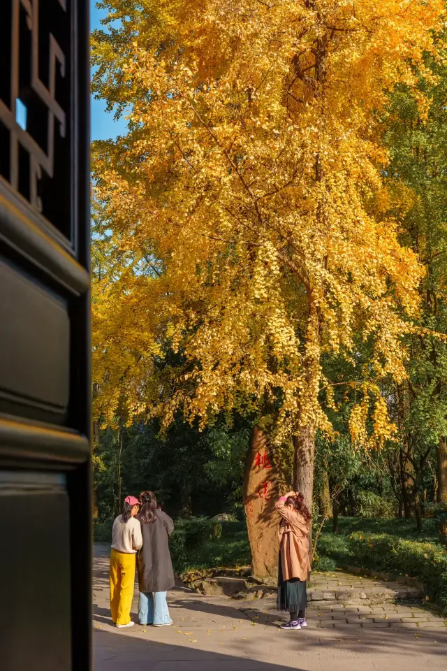 Wuhou Shrine｜Real shot on 11/20, the ginkgo trees here are quietly turning yellow