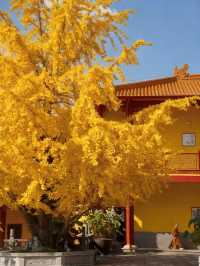 長沙的秋天，一半是古寺禪意，一半是金色浪漫