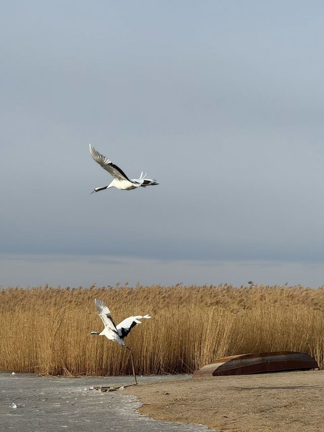 黑龍江受凍已回，真心建議大家…