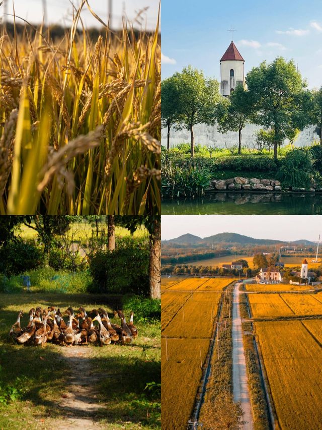 松江童話小村莊張樸村教堂與稻田 松江童話小村莊張樸村教堂與稻田