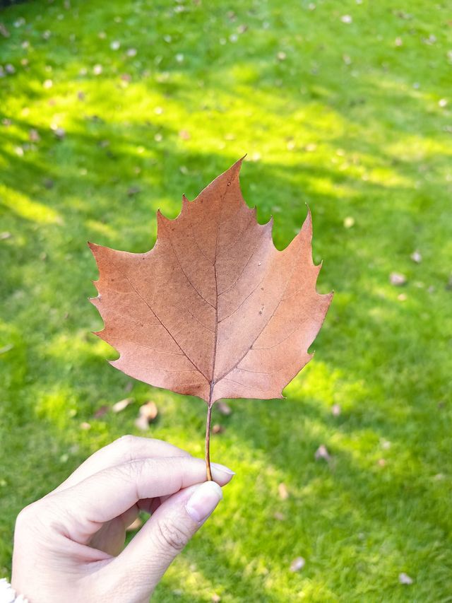 紅杉漸染,來鄞州公園一期邂逅初冬限定浪漫 紅杉漸染,來鄞州公園一期邂逅初冬限定浪漫