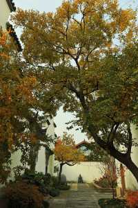 廣富林的深秋中式美學達到巔峰!