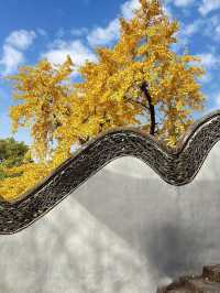 現在正是時候！銀杏全黃了！抓緊衝