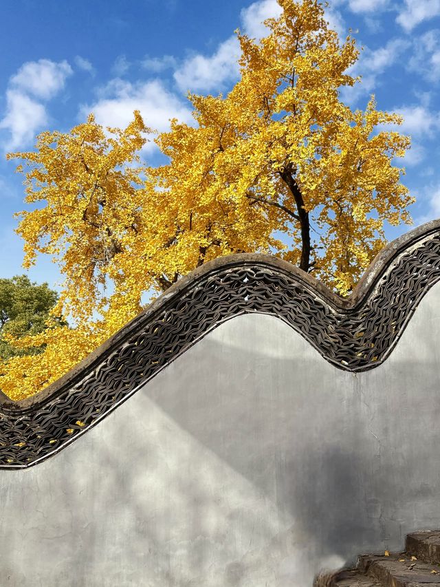 現在正是時候！銀杏全黃了！抓緊衝