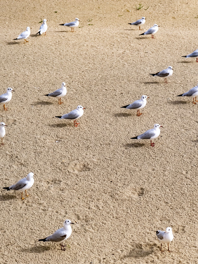 在博斯騰湖餵海鷗 踩細沙 離海最遠的海 在博斯騰湖餵海鷗 踩細沙 離海最遠的海