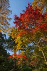 美到窒息！我在莫干山撿到了整座秋天