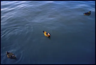 Turret 400 | West Lake, why are you so lush and plump?