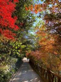 11.29週末plog |杭州小豬線徒步