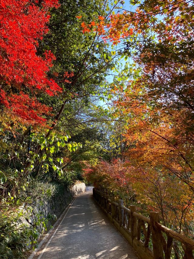 11.29週末plog |杭州小豬線徒步