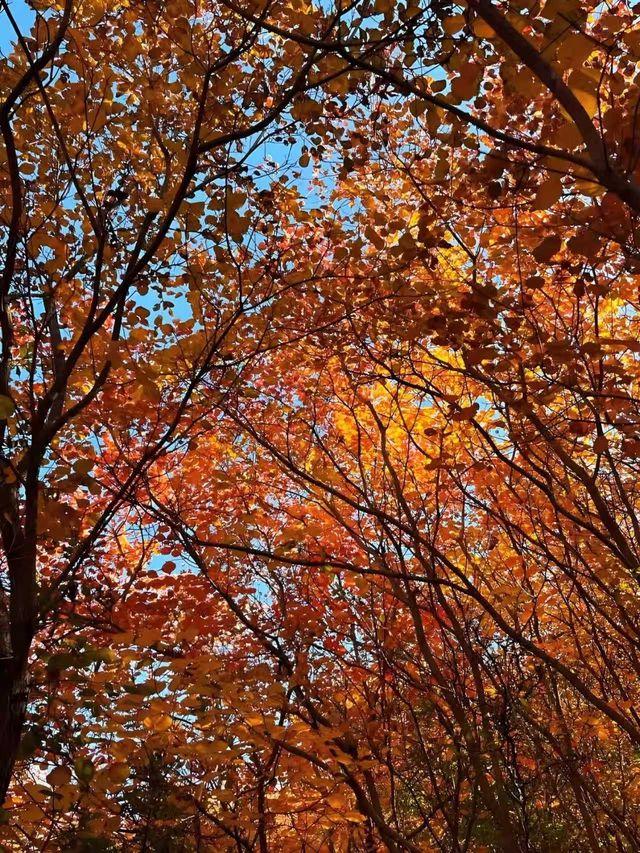邢台佛照山|秋日寶藏免費景區親子遊玩好去處 邢台佛照山|秋日寶藏免費景區親子遊玩好去處