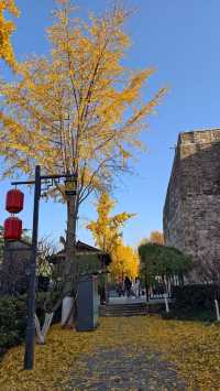 金陵城牆上的銀杏