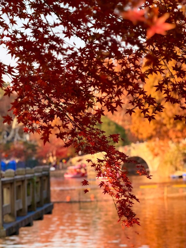 上海魯迅公園｜初冬限定！這片紅楓林美到窒息
