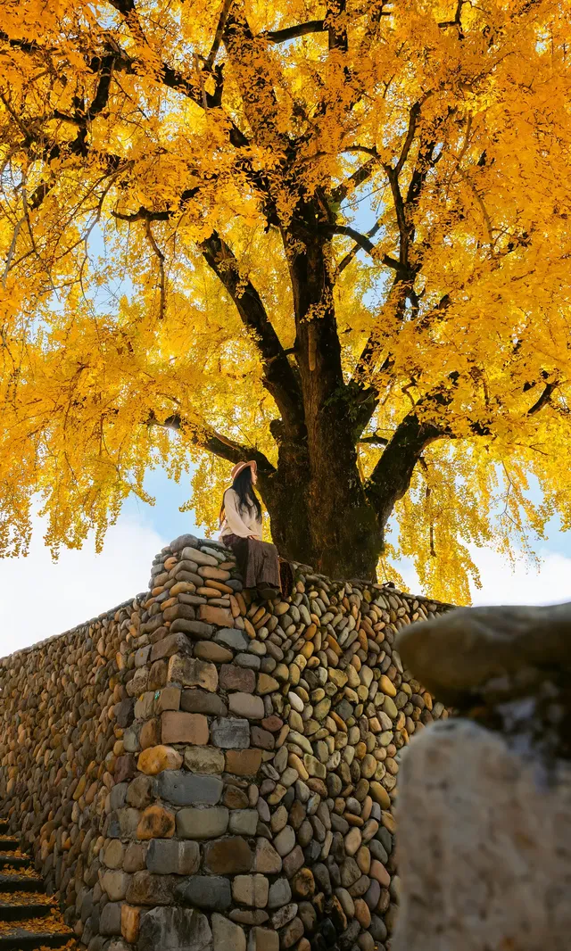 12.4實拍溫州銀杏王黃透了曬秋同框拍照 12.4實拍溫州銀杏王黃透了曬秋同框拍照