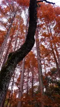 吊打京都沒人告訴我杭州的秋天這麼頂啊