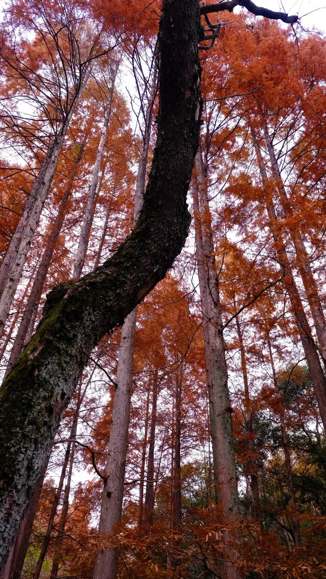 吊打京都沒人告訴我杭州的秋天這麼頂啊 吊打京都沒人告訴我杭州的秋天這麼頂啊