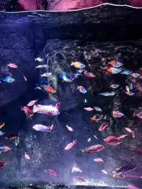 長風海洋公園遛娃記 | 海底奇幻之旅