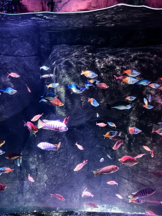 長風海洋公園遛娃記 | 海底奇幻之旅