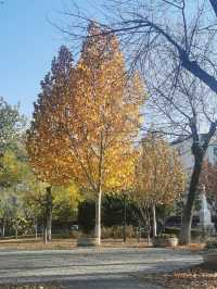 天津中山公園｜秋日限定的金色童話世界  落日銀杏+古建長廊！隨手拍都是電影感大片   天津秋日頂流