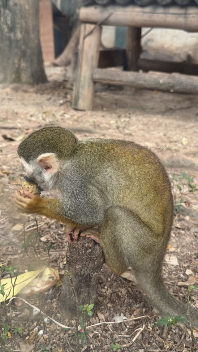 廈門冬暖｜靈玲動物園裡藏著雙倍浪漫