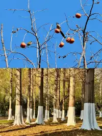 山東濟南-曲阜-泰山4日遊#這座城總得來一趟