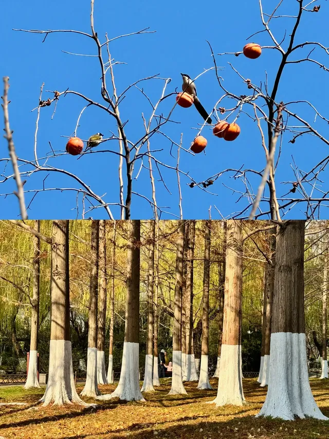 山東濟南-曲阜-泰山4日遊#這座城總得來一趟 山東濟南-曲阜-泰山4日遊#這座城總得來一趟